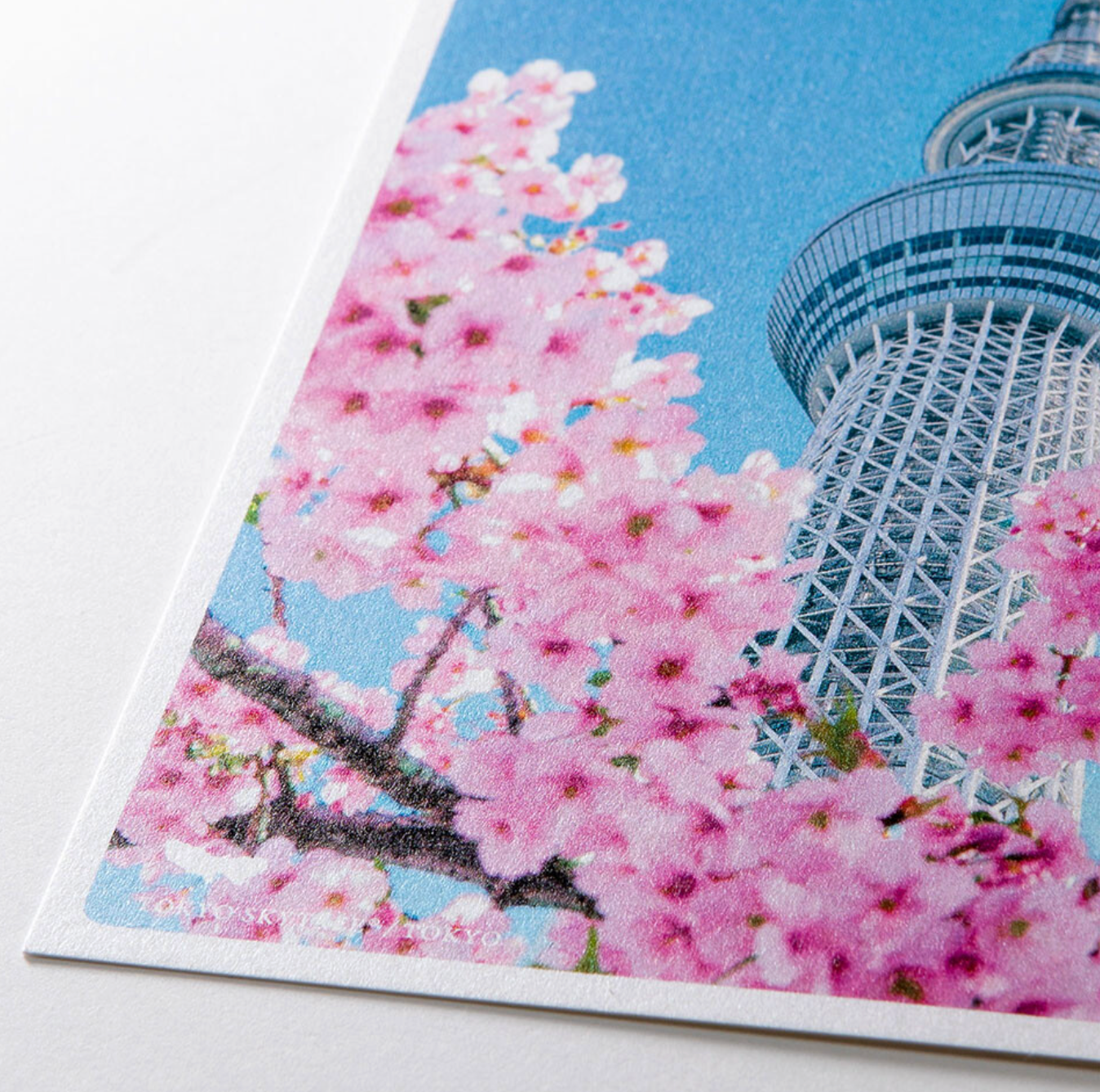 Postcard Cherry Blossoms Kyoto Spring