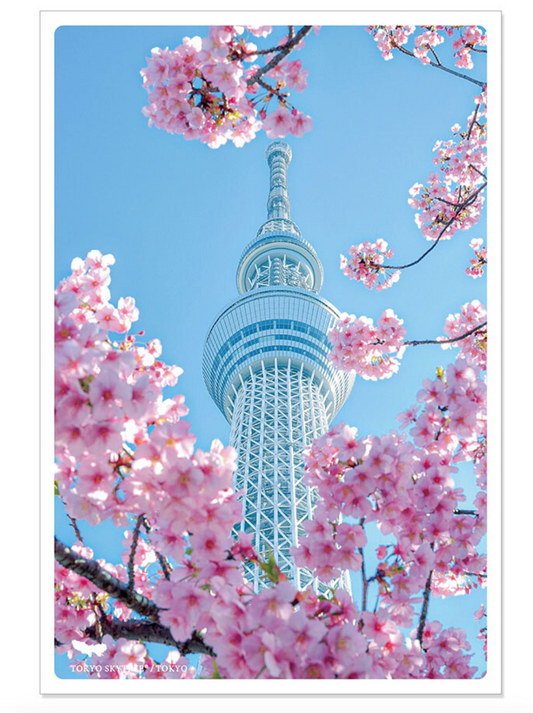 Spring Sakura Dream Box