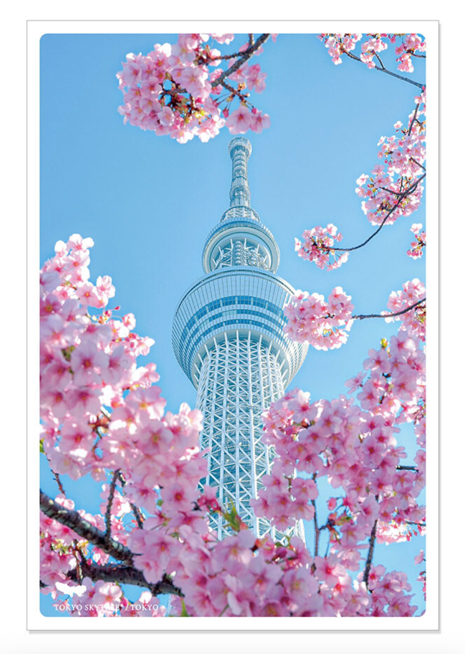 Postcard Cherry Blossoms Kyoto Spring