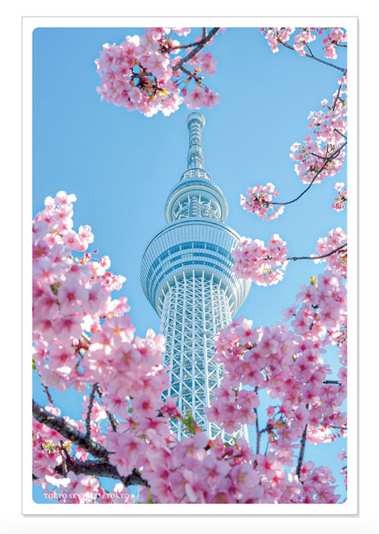 Postcard Cherry Blossoms Kyoto Spring