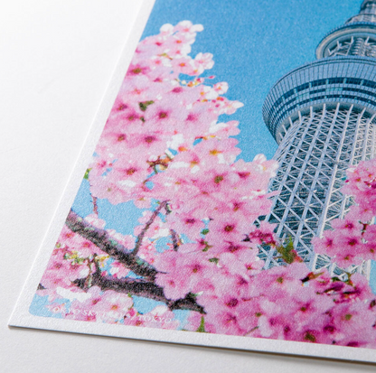 Postcard Cherry Blossoms Kyoto Spring